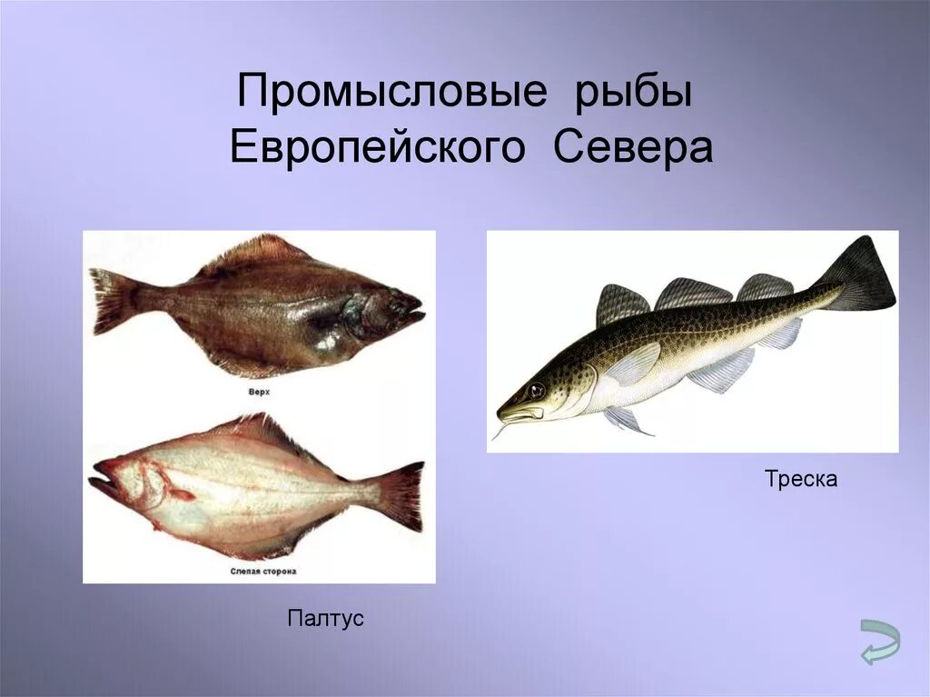 Промысловые группы рыб. Промысловые рыбы. Рыба европейского севера. Представители промысловых рыб. Промысловые рыбы России.