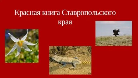 Животные занесенные в красную книгу ставропольского