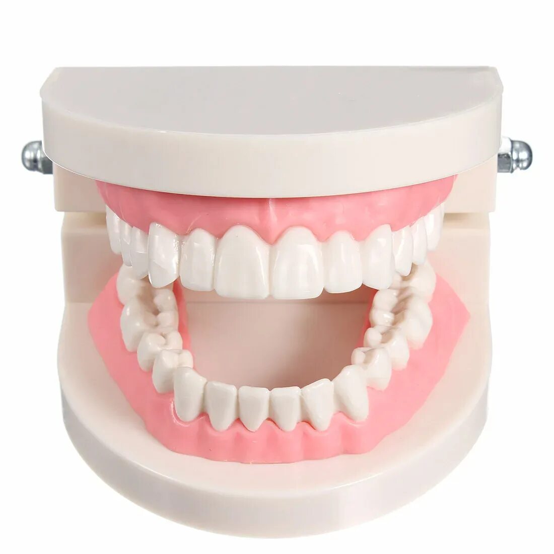 Модель зубов. Муляж зубов. Модель челюсти с зубами. Искусственная челюсть. Расширение челюсти цена