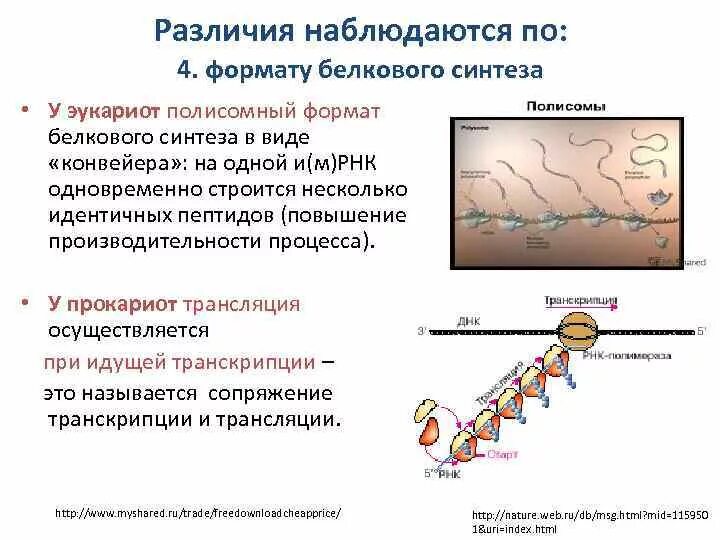 Синтез белка у прокариот и эукариот сходства и различия. Регуляция синтеза белка у прокариот и эукариот. Синтез белка у прокариот и эукариот. Этапы биосинтеза белка у прокариот.