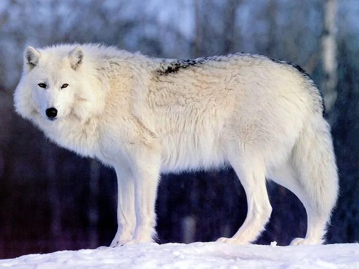 Северные хищные животные. Тундровый волк. Сибирский Тундровый волк. Арктический Полярный волк. Волк Полярный тундровой.