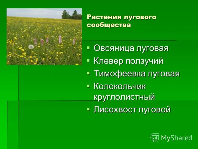 Природное сообщество луг растения. Растительное сообщество Луга. Растения Лугового сообщества. Описание растительного сообщества луг. Луговое растительное сообщество растения.