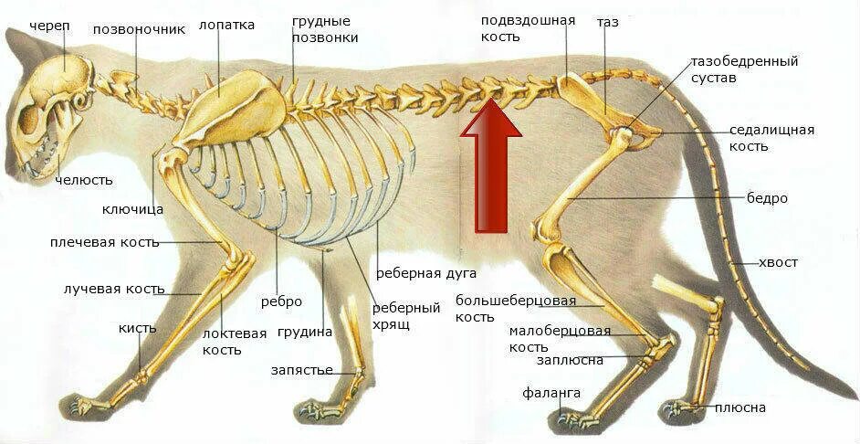 Какие отделы позвоночника у собак. Кости кошки анатомия. Лапа кошки анатомия костей. Строение кошки анатомия скелет. Скелет кота с названием костей.