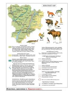 Волгоградская красная книга животные