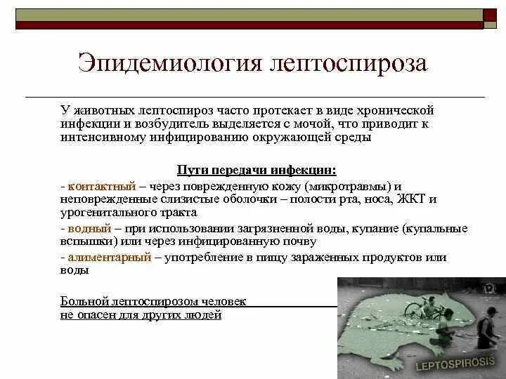 Лечение лептоспироза у людей. Лептоспироз эпидемиология. Лептоспироз патогенез. Лептоспироз источник инфекции. Лептоспироз пути передачи.