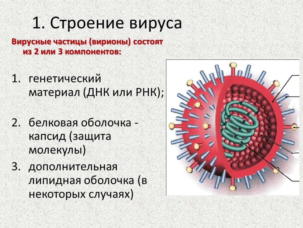 Строение вириона микробиология. Строение клетки вируса. Строение вируса основные компоненты. Строение вирусной клетки. Есть ли вирусы в картинках