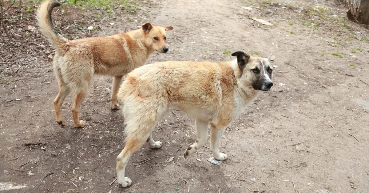Свора бродячих собак. Бродячие псы собаки. Бездомные собаки. Дворняга овчарка. Бродячие собаки.