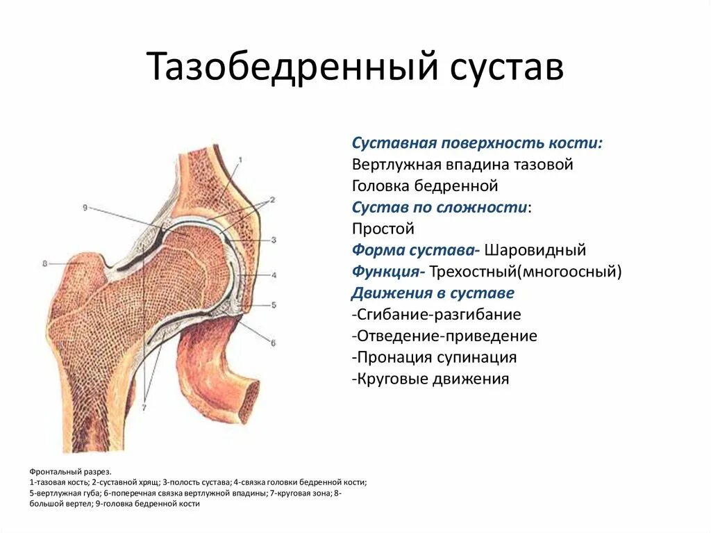 Характеристика тазобедренного сустава анатомия. Строение кости тазобедренного сустава. Тазобедренный сустав анатомия строение. Бедренный сустав анатомия строение. Функции движения суставов