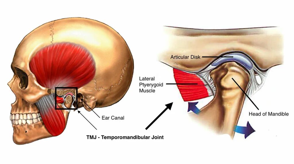 Внчс уха. Суставной бугорок ВНЧС. Жевательные мышцы височно нижнечелюстного сустава. Височно верхнечелюстной сустав анатомия.