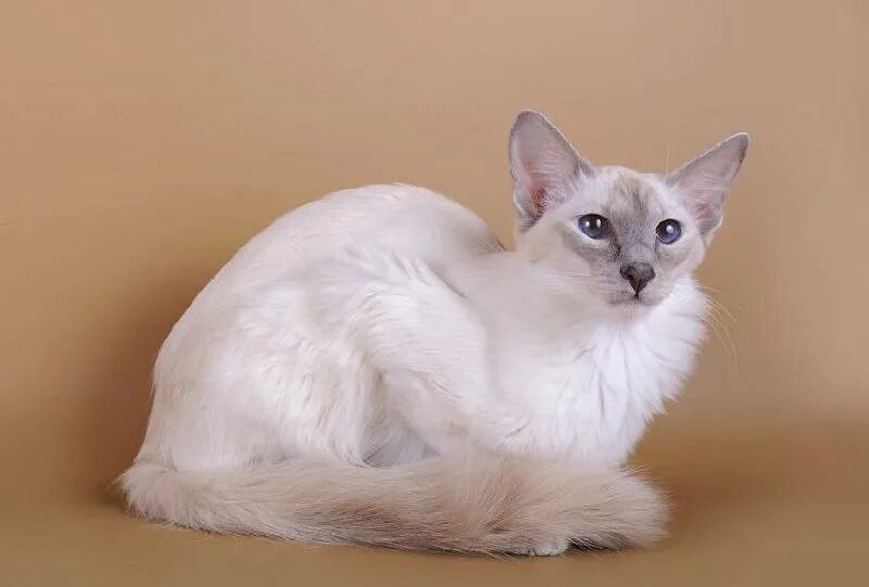 Балийская (балинезийская) кошка. Сиамская балинезийская кошка. Балинезийская кошка. Балинезийская кошка. Балийская (балинезийская) кошка.