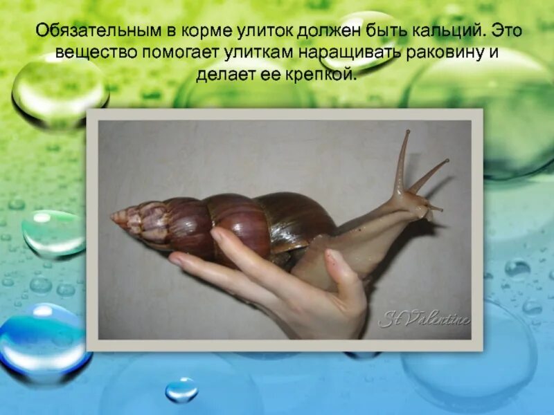 Кальций для улиток. Корм для улиток. Кальциевый панцирь. Кальций для улиток. Кальций для улиток ахатин.