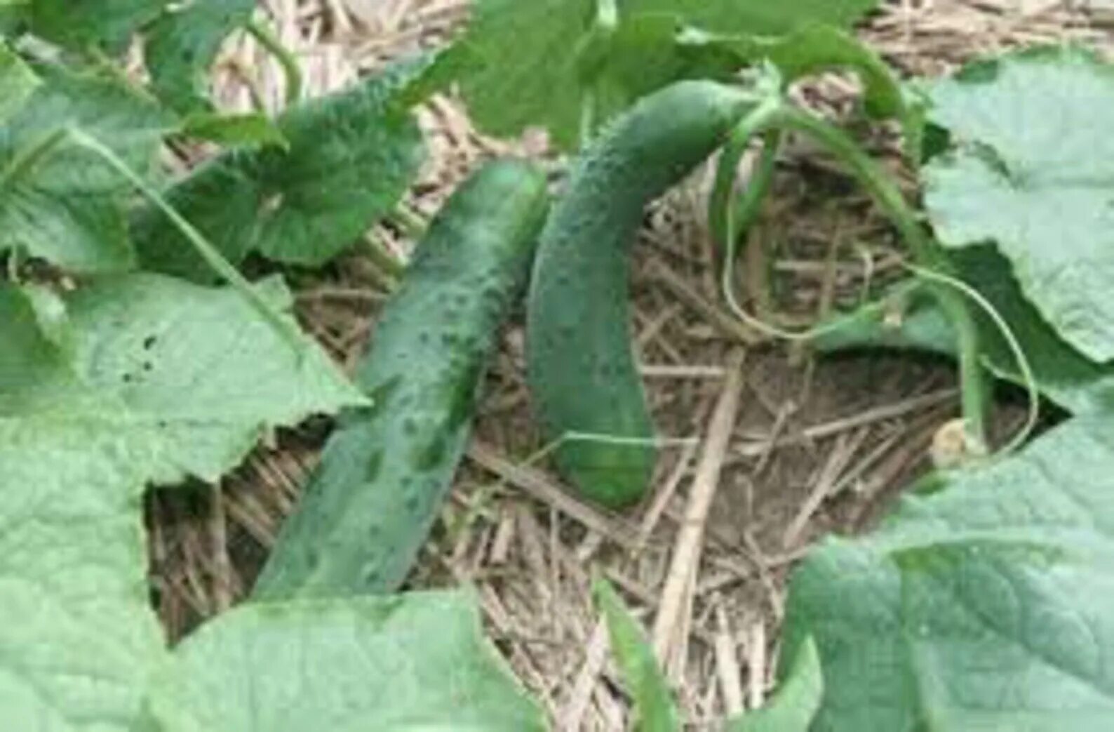 Cucumber growing. Deep run roots: cucumber.