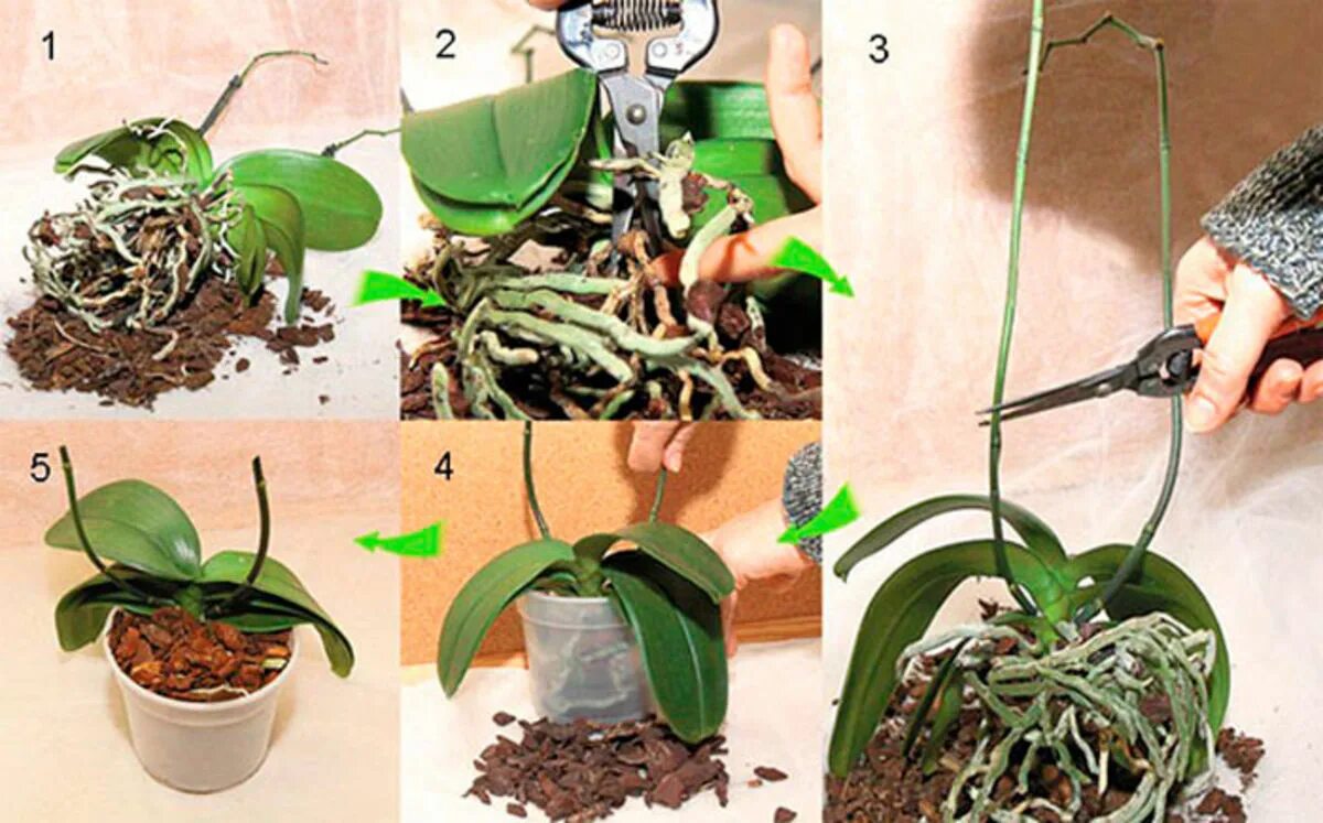 В какой горшок пересадить орхидею. Орхидея фаленопсис в горшке. Пересадка орхидеи фаленопсис. Орхидея фаленопсис размножение. Пересаживаем орхидею фаленопсис.