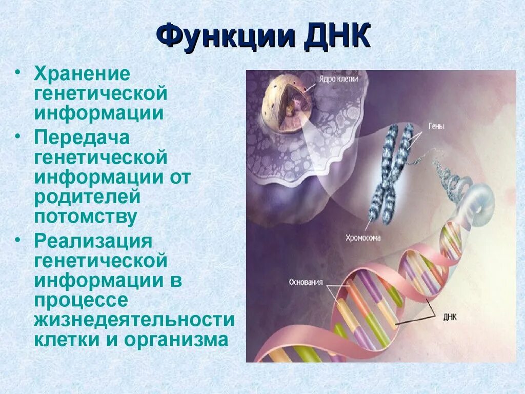 Функции молекулы ДНК. Структура и функции ДНК. Роль в реализации наследственной информации