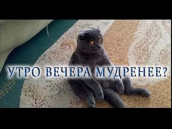 Утро мудреней как правильно. Утро вечером удреннеет. Утро вечера мудренее. Утро вечером мудленее.. Пословица утро вечера мудренее.