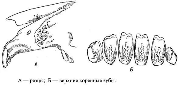 Какую особенность имеют резцы у грызунов. Строение челюсти и зубов кролика. Ротовая полость кролика строение. Строение зубов у кролика декоративного.