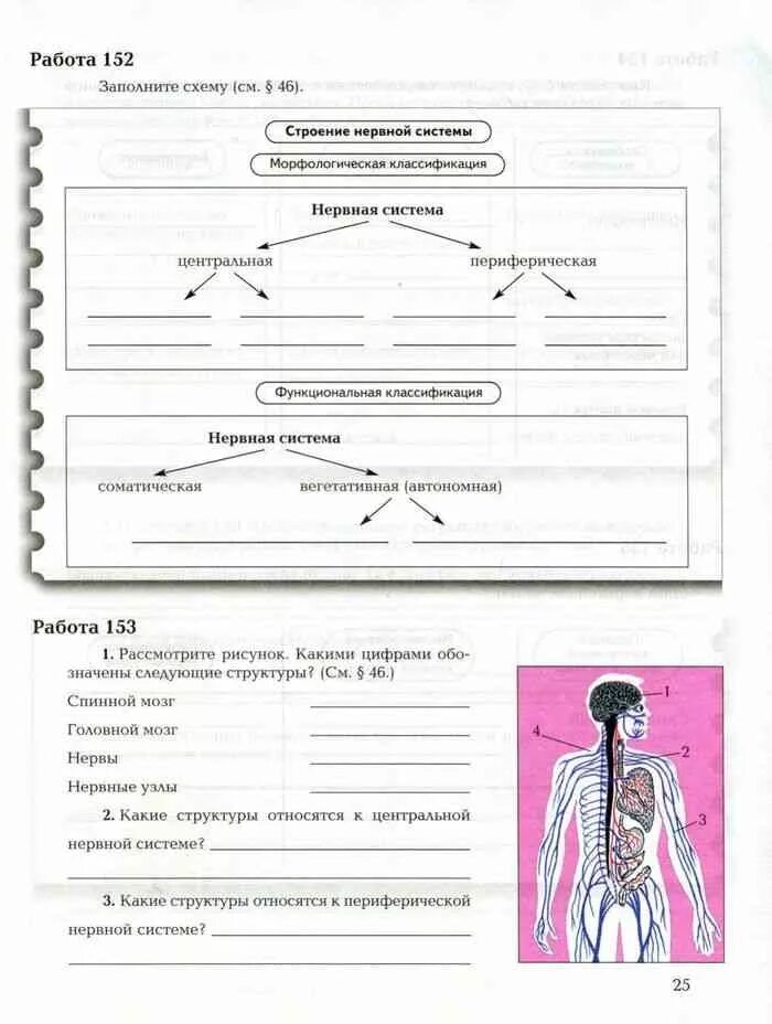 Проверочная по биологии 8 класс нервная система. Биология 8 класс рабочая тетрадь нервная система. Задания по нервной системе. Задания по нервной системе 8 класс. Задания по биологии 8 класс.