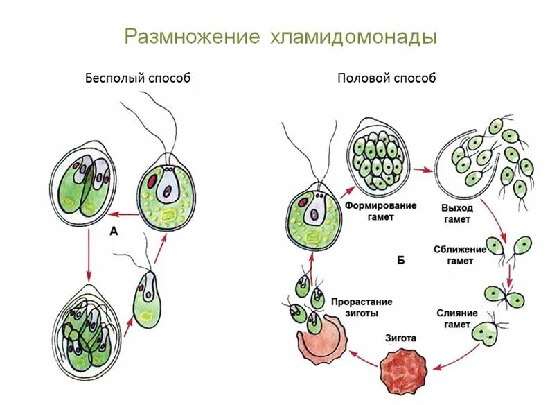 Размножение клеток водорослей. Половое и бесполое размножение водорослей. Схема строения клетки хламидомонады. Цикл размножения хламидомонады. Бесполый цикл хламидомонады.