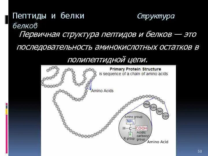 Полипептид это белок. Первичная структура пептидов. Первичная структура пептидов и белков. Третичная структура пептидов и белков. Строение пептидов и белков.