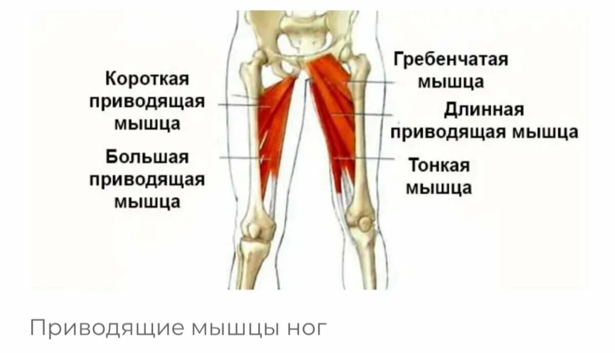 Функции приводящих мышц. Медиальная группа приводящие мышцы бедра. Длинная приводящая мышца бедра анатомия функция. Приводящая группа мышц бедра анатомия.