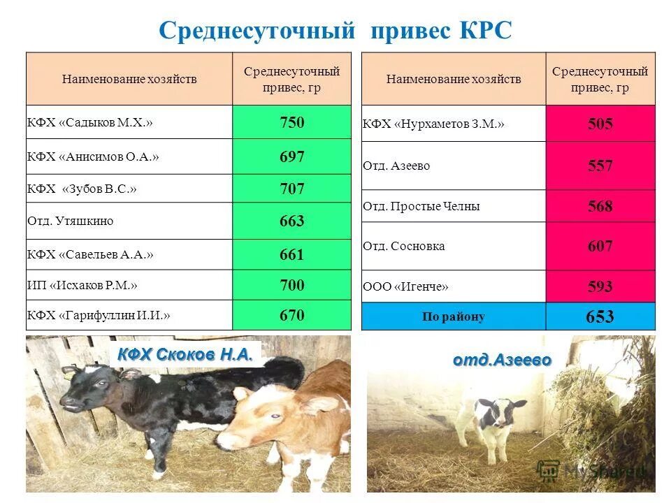 Самое крупное поголовье крупного рогатого скота