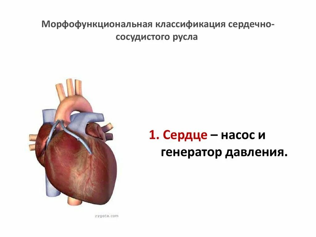 1 из сердечных мышц