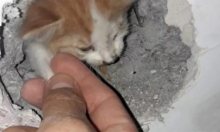 Как вытащить кота