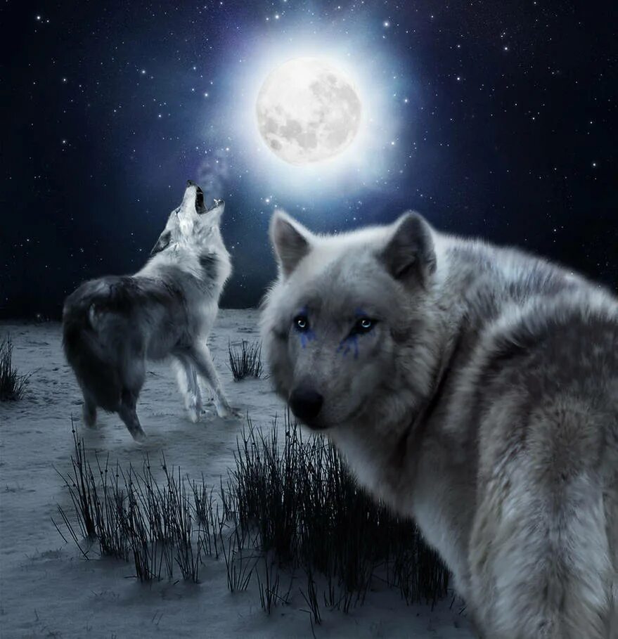 Одинокая волчица ночью. Картинки на рабочий стол волки. Красивый волк. Волк в ночи. Одинокие волки.