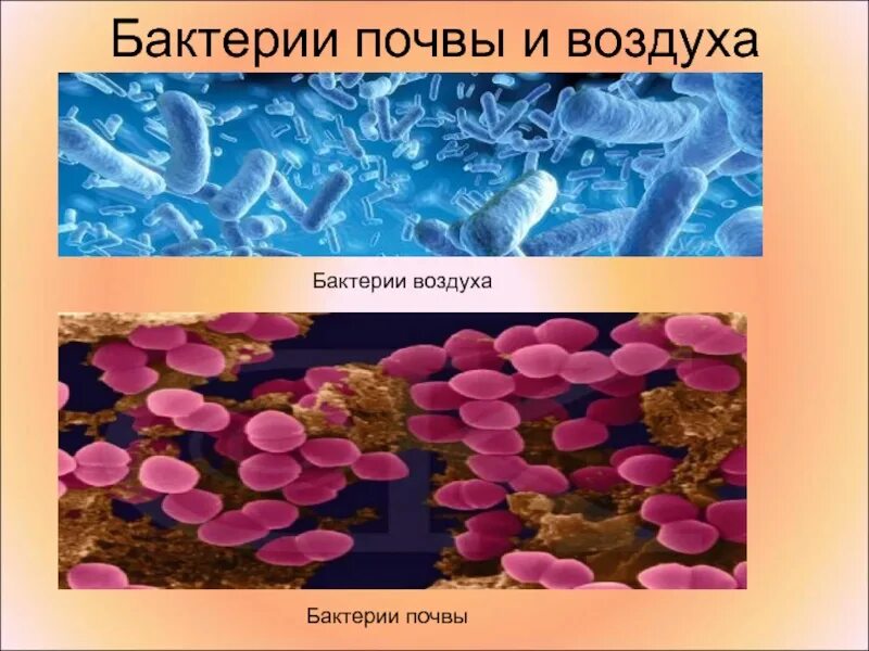 Почвенные бактерии это. Бактерии в почве. Бактерии которые обитают в почве. Микроорганизмы обитающие в почве. Бактерии обитающие в воздухе.