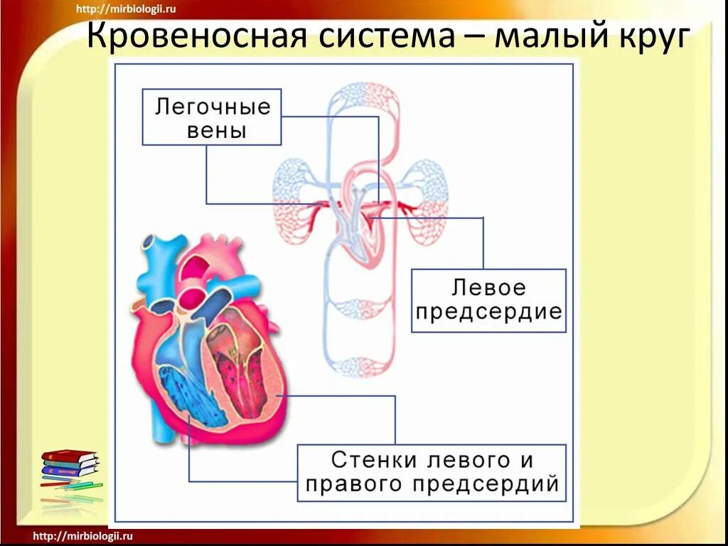 Малый круг кровообращения биология 9 класс. Органы кровеносной системы схема. Круги кровообращения схема. Система кровообращения человека для детей. Простейшие кровообращения