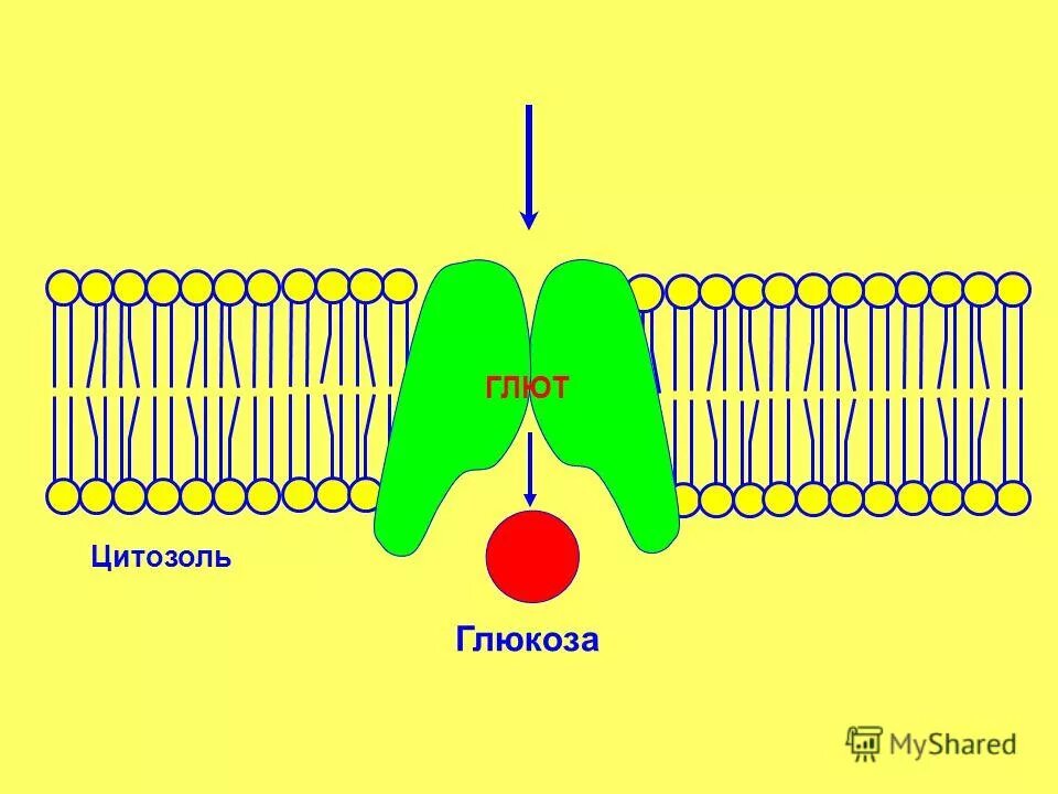 Project 83113 игра. Проджект глют. Diabetic cardiomyopathy. Кофе при инсулинорезистентности. Проджект глют.