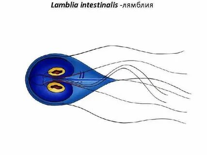 Лямблии lamblia intestinalis