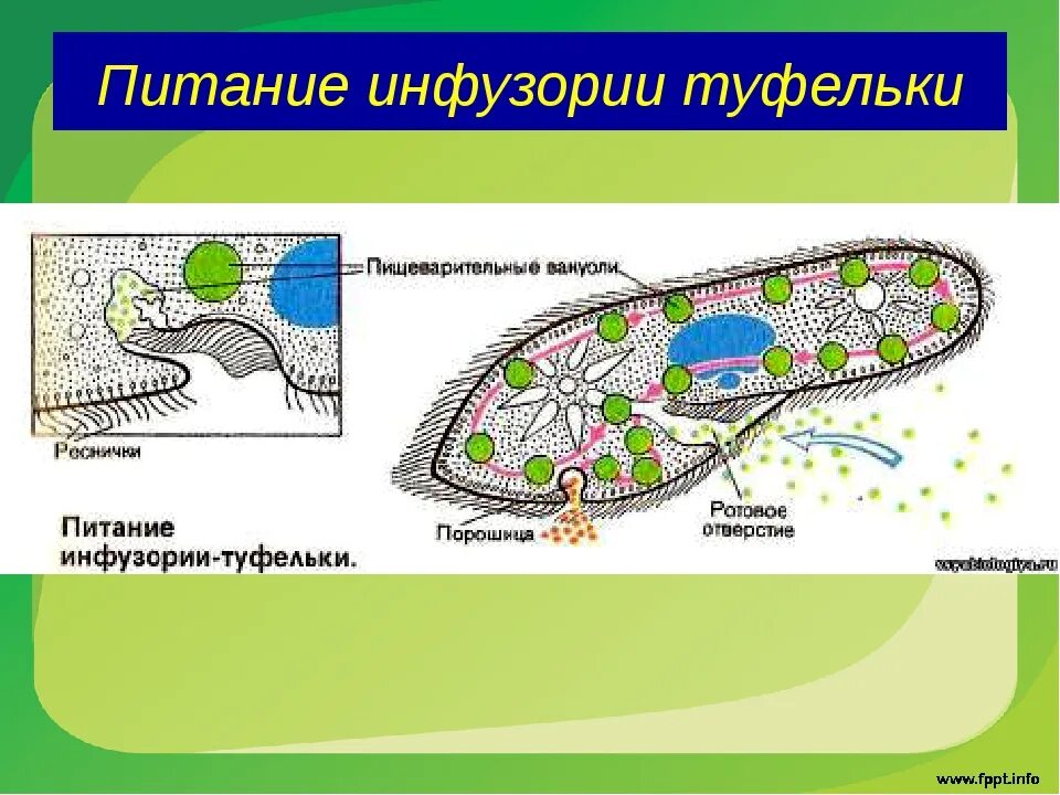 Тип питания инфузории туфельки. Способ питания инфузории туфельки. Тип инфузории Тип питания.