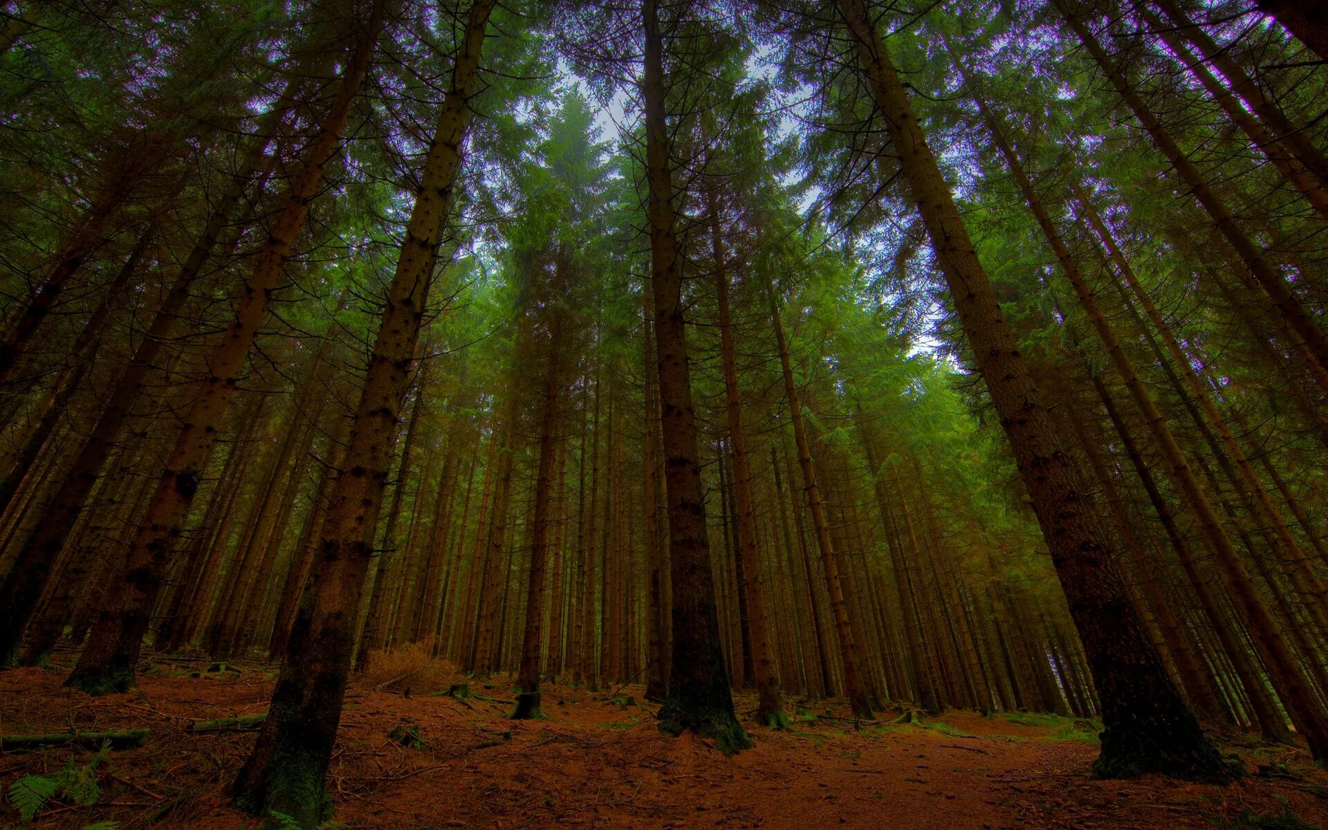 P forest