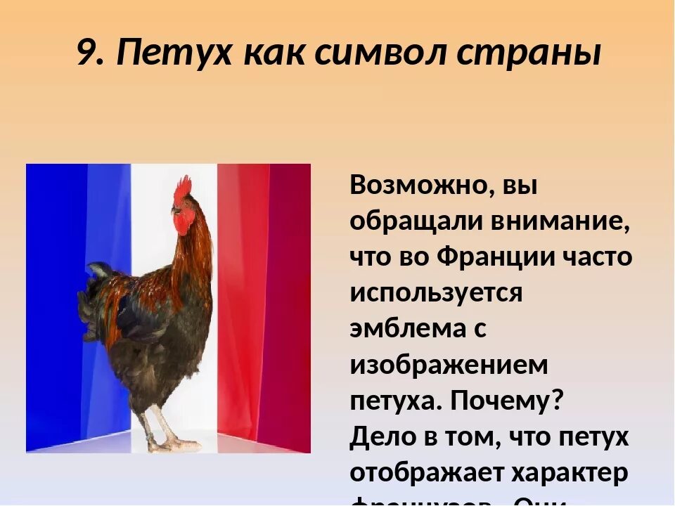 Галльский петух символ Франции. Символ Франции петух почему. Символы страны петух. Символы Франции петух для презентации.