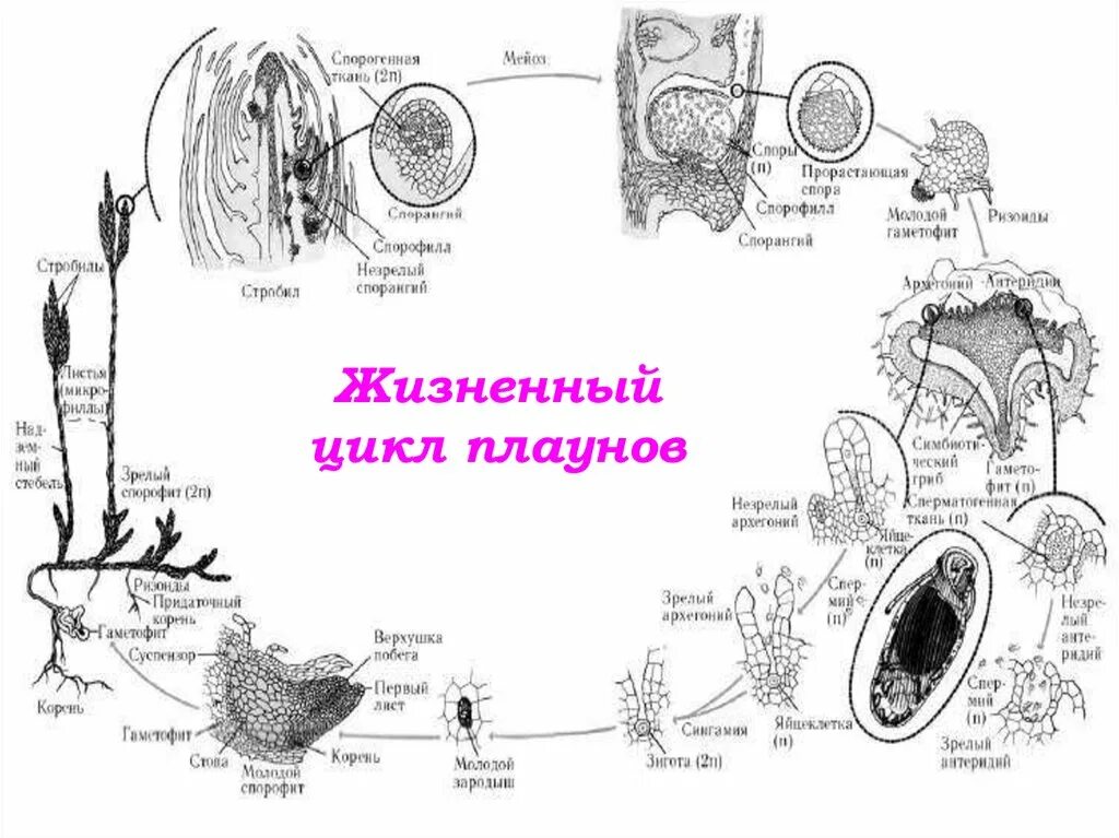 Цикл развития плауна булавовидного. Жизненный цикл плауна булавовидного. Жизненный цикл плауна булавовидного схема. Отдел плауны жизненный цикл. Плаун булавовидный схема