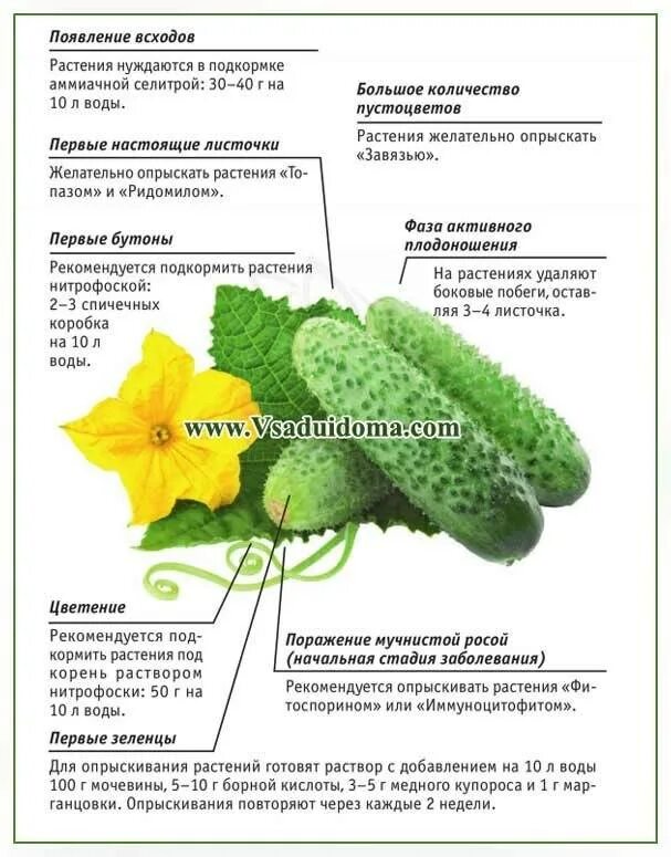 Огурцы в открытом грунте какая температура. Схема посадки огурцов. Огурцы схема посадки в открытый грунт. Схемы посадки огурца фото. Как растут огурцы в открытом грунте схема.