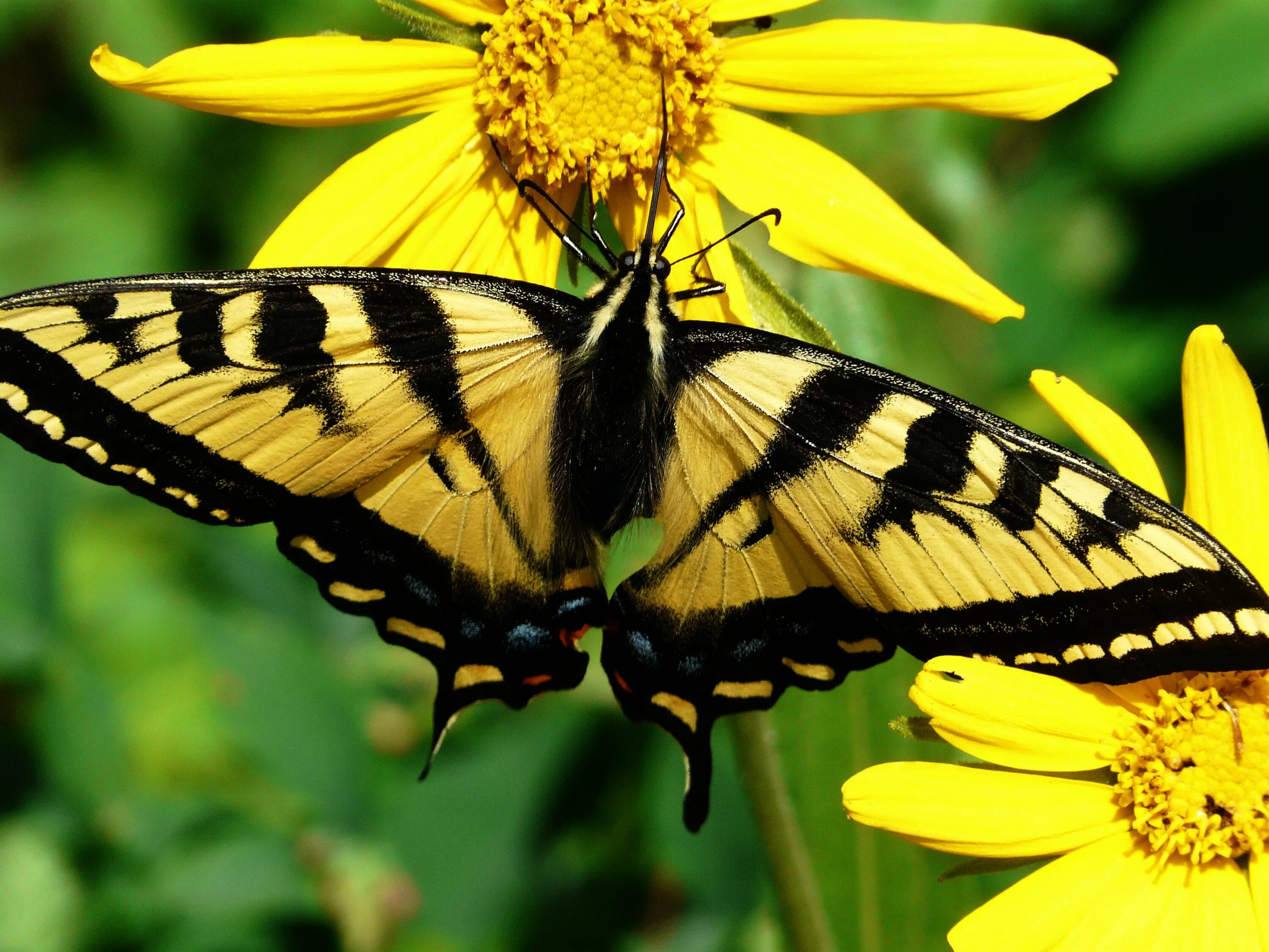 Желто зеленая бабочка. Желтая бабочка Махаон. Papilio rutulus бабочка. Tiger Swallowtail бабочка. Papilio thoas бабочка.