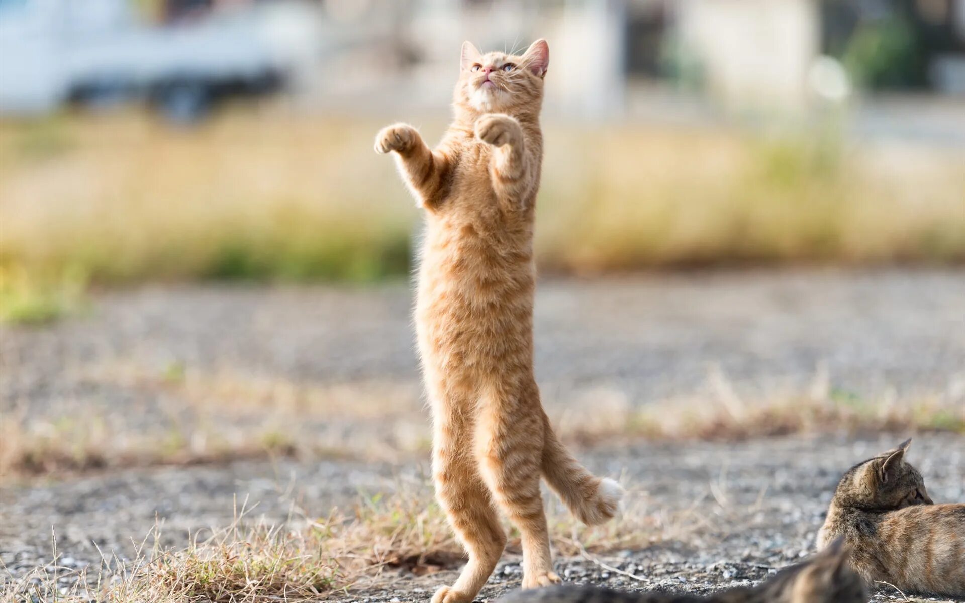 Котенок стоит