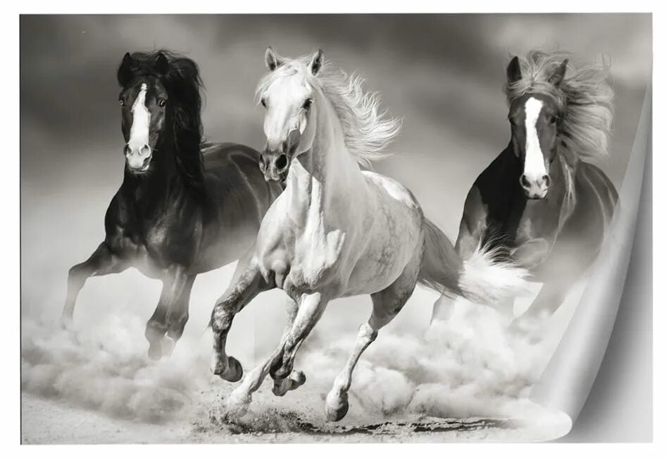 Три лошадки. Пара лошадей. Конь бежит. Три лошади. Две лошади.