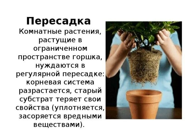 Инструкция как пересадить цветок. Перевалка комнатных растений. Пересадка комнатных растений. Технология пересадки комнатных растений. Перевалка и пересадка комнатных растений.