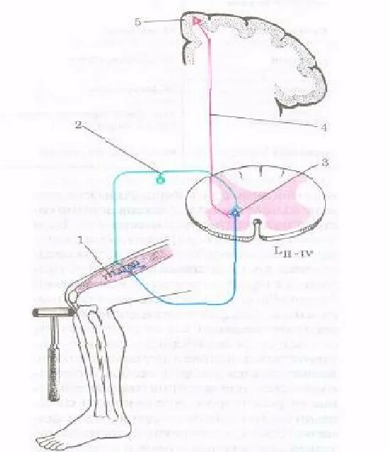Схема рефлекторной дуги коленного рефлекса. Коленный рефлекс физиология. Схема коленного рефлекса 8 класс биология. Рефлекторная дуга коленного рефлекса.