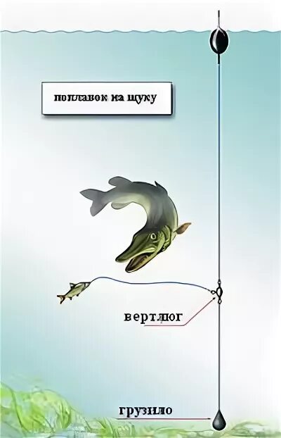 Монтаж на щуку на живца с поплавком. Снасть на живца на щуку с берега. Оснастка на щуку на живца. Поплавочная живцовая снасть на щуку. Ловля на живца на поплавочную