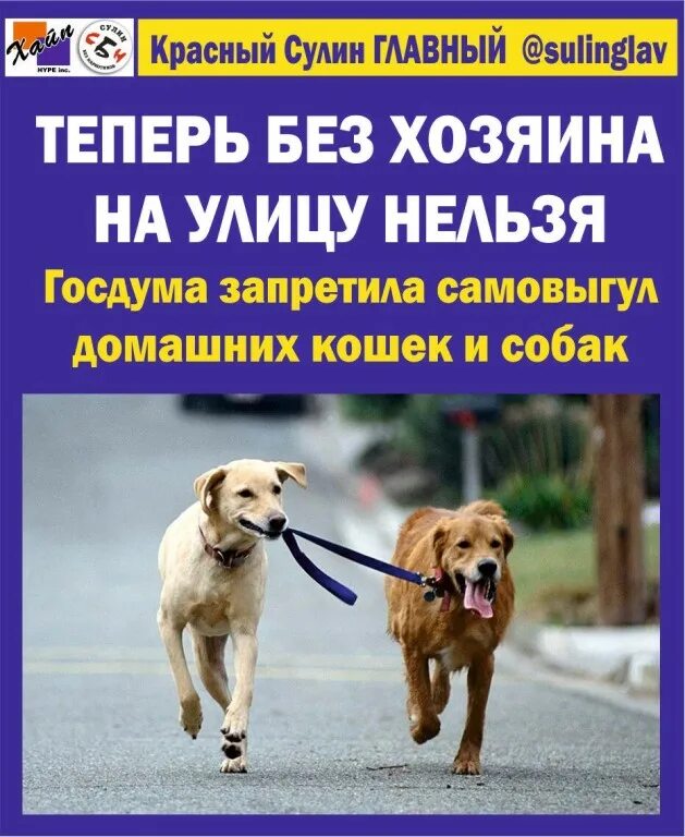 штраф за самовыгул собак. штраф за самовыгул собак. штраф за самовыгул собак. самовыгул собак запрещен. штраф за самовыгул собак.