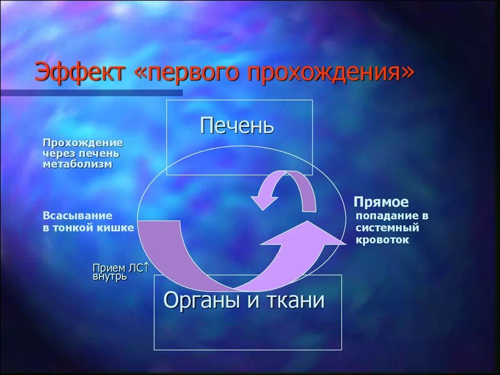 Прохождение через печень. Эффект первичного прохождения через печень. Понятие об эффекте первого прохождения через печень. Эффект первого прохождения. Термин эффект первого прохождения.