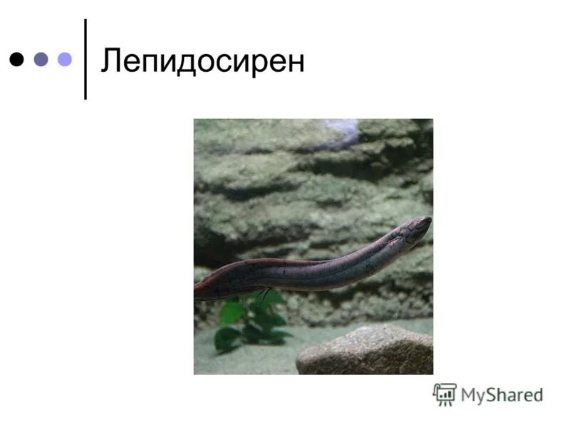 Рыба ангел раймэй геншин импакт. Двоякодышащая колюшка геншин. Ядовитая колюшка. Геншин импакт деревня цяоин. Американский чешуйчатник или лепидосирен.