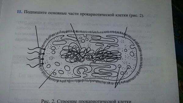 Рассмотрите изображение клетки и выполните задания. Строение прокариотической клетки. Рисунок прокариотической клетки. Схема строения прокариотической клетки. Прокариотическая клетка рисунок.