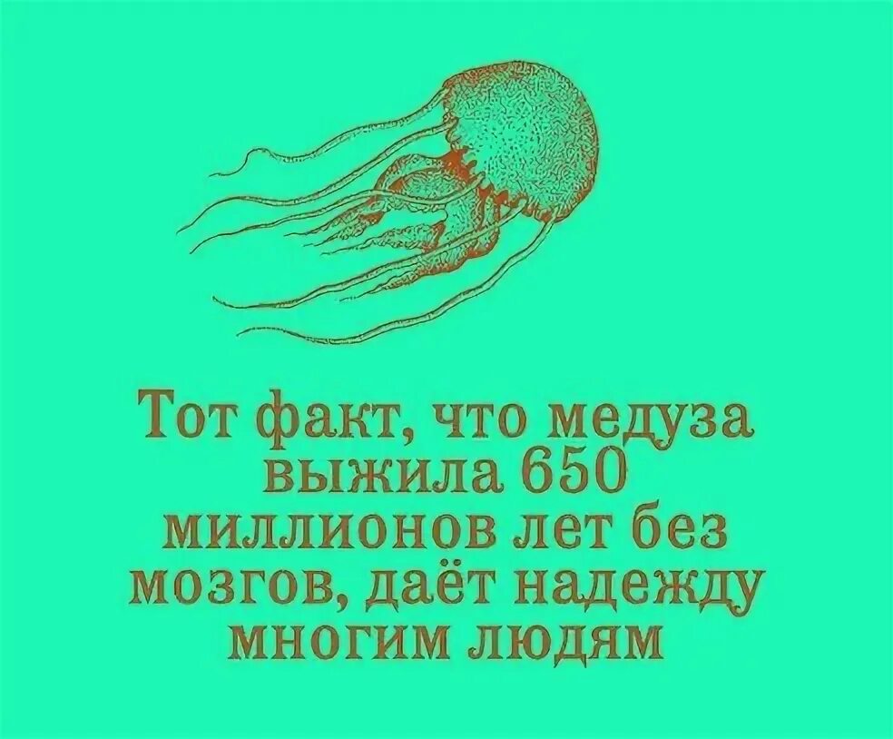 Тот факт что медуза выжила 650 миллионов лет без мозгов. Тот факт что медуза выжила. Тот факт что медуза выжила 650. Мозг медузы. У медузы есть мозги