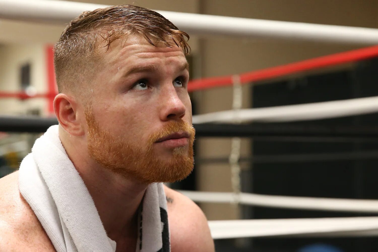Сауль канело альварес. Сауль альварес. Saul alvarez. Сауль альварес фото. Canelo.