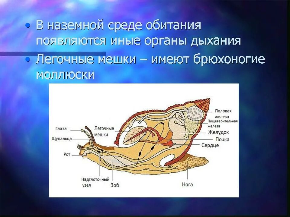 Какие органы дыхания характерны для наземных моллюсков. Дыхательная система моллюсков 7 класс. Органы дыхания легочные мешки. Органы дыхания наземных моллюсков. Брюхоногие моллюски (наземные).